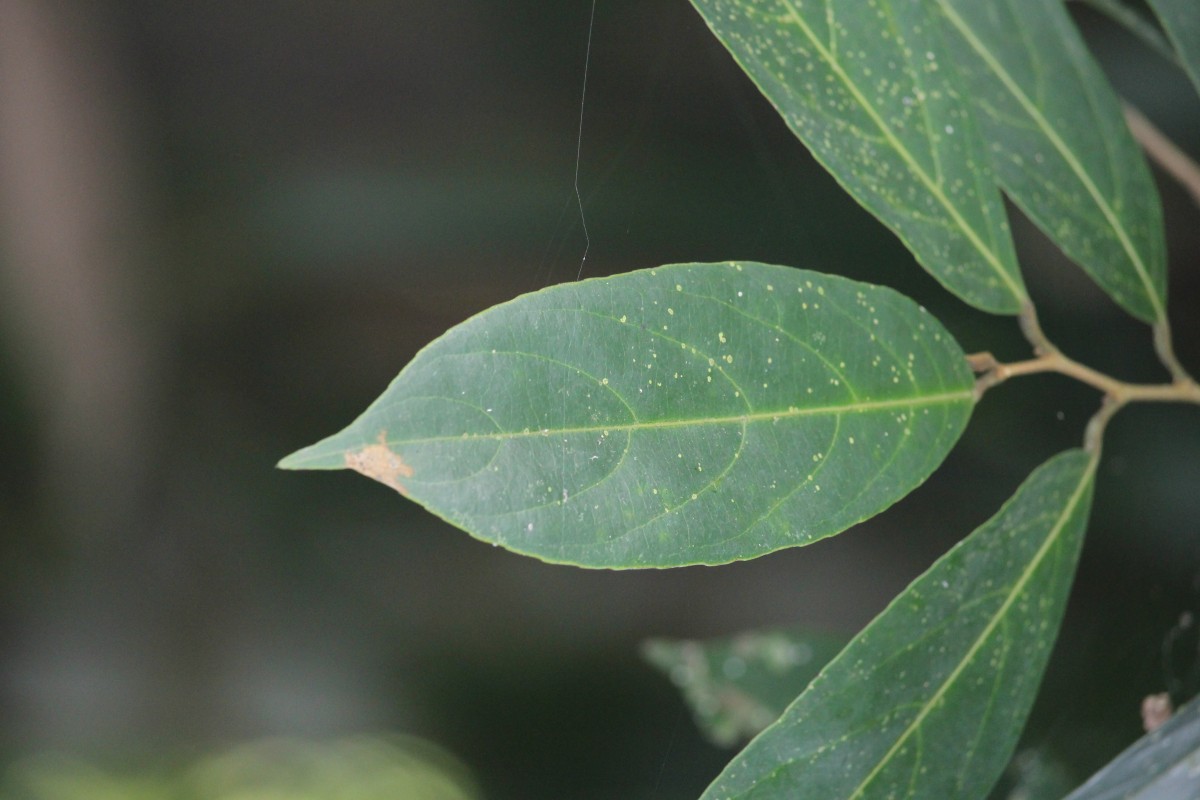 Hydnocarpus venenatus Gaertn.